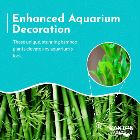 2 Pack Counter Lucky Bamboo Curly Dracaena Sanderiana - Indoor Plants for Peace and Harmony - Peace Lily Plant Indoor