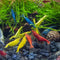 Assorted Neocaridina davidi Shrimp - 10 Pack - Live Beautiful Freshwater Aquarium