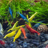 Assorted Neocaridina davidi Shrimp - 10 Pack - Live Beautiful Freshwater Aquarium