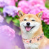 Elegant little tail Pink Floral Pattern Dog Collar, Summer Durable Cute Adjustable Dog Collar for Medium Dogs