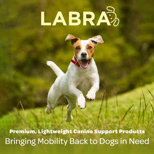 Labra Dog Extra Supportive Canine Rear Leg Hock Joint Compression Wrap, Medium, for Recovery and Injury Prevention