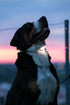Max & Molly USB Rechargeable LED Safety Pet Light for Dog Collars & Harnesses - Waterproof, Secure Design