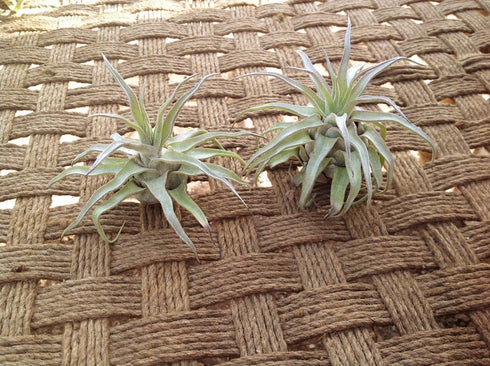 Garden in the City 2 Pack (4-5in) Airplants Tillandsia Streptophylla Small (Grown and Shipped From California!)