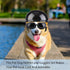 Small Dog Helmet Goggles, Motorcycle Helmet UV Protection Doggy Sunglasses with Adjustable Belt for Puppy Riding
