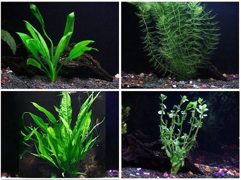 AquaLeaf Aquatics 4 Species Aquarium Plants Package - Java Fern (Microsorum), Hornwort (Ceratophyllum demersum),