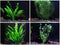 AquaLeaf Aquatics 4 Species Aquarium Plants Package - Java Fern (Microsorum), Hornwort (Ceratophyllum demersum),