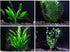 AquaLeaf Aquatics 4 Species Aquarium Plants Package - Java Fern (Microsorum), Hornwort (Ceratophyllum demersum),