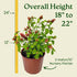 Bushy Shrimp Plants - Ideal Aquatic Companion for Your Aquarium