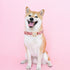 Elegant little tail Airtag Dog Collar, Valentine's Day Adjustable Pet Collar with Airtag Holder for Medium Dogs