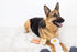 Set 3, Set, Set, Pearhead Barkfast Dog Toys, of Plush Pet Squeaker Toys, Breakfast Dog Toy Toast Bacon & Egg Toy Must
