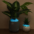 Glow in The Dark Gravel, 300g Fluorescent Decorative Rocks for Fish Tank and Garden Planter