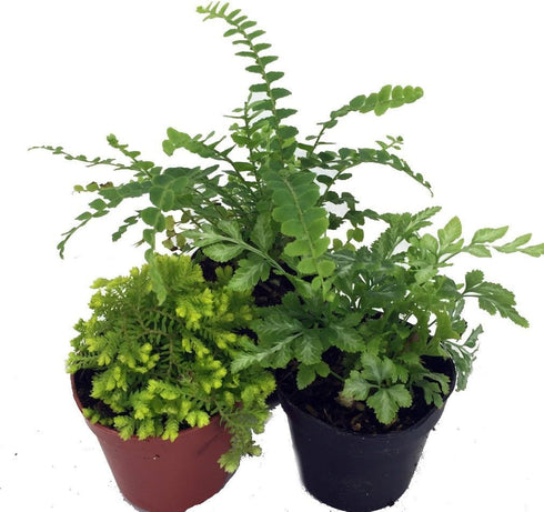 Mini Ferns for Terrariums/Fairy Garden - Live Plants - 3 Different Plants-2"