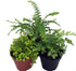 Mini Ferns for Terrariums/Fairy Garden - Live Plants - 3 Different Plants-2"