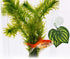 SLSON Aquarium Accessories for Fish Tank - Fishes Veggie Seaweed Plant Suction Cup Clip Feeding Tool (4 Pack