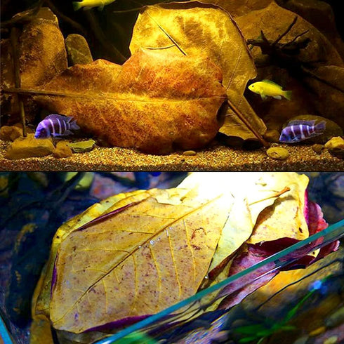 100 Pcs Large Catappa Leaves, 5-8 Inch 250g for Fish and Shrimp Tank Decorations and Water Conditioner