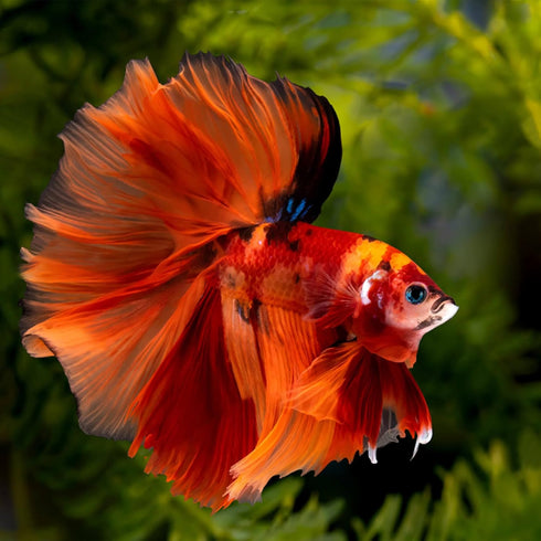 30PCS Indian Almond Leaves for Betta, Large Catappa Leaves for Aquariums, Betta Tank Decorations