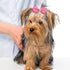 PET SHOW 20Pairs Big Dog Hair Bows with Rubber Band for Small Medium Large Dogs, Pink Blue Grooming Accessories