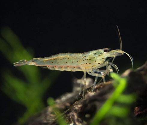 1/4" 1/2" (10+2 Pack) Amano Shrimps Algae Cleaner Inverts Live Freshwater Aquarium Shrimps - - Live Shrimp Arrival