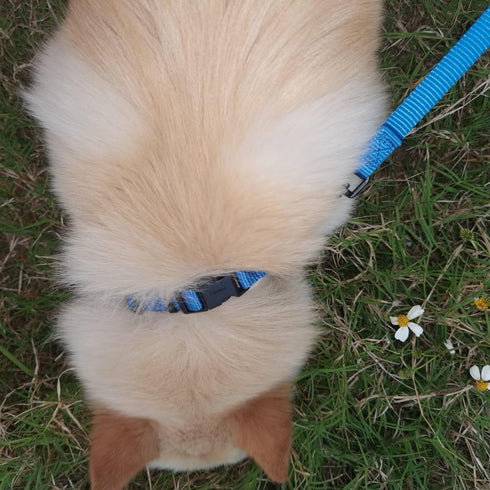 Advanced 4 Feet Dog Leash with Soft Padded Handle, Sturdy Nylon for Small Medium Dogs Walking, Training (Classic Blue,