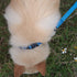 Advanced 4 Feet Dog Leash with Soft Padded Handle, Sturdy Nylon for Small Medium Dogs Walking, Training (Classic Blue,