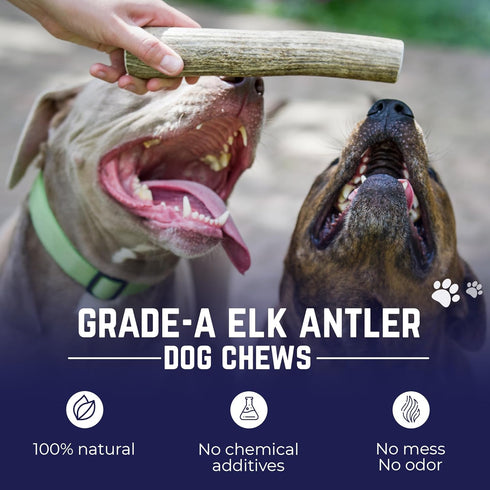 Devil Dog Pet Co. Elk Antlers for Dogs, Small 4"+, 1 Pack, Grade A Long Lasting Chew