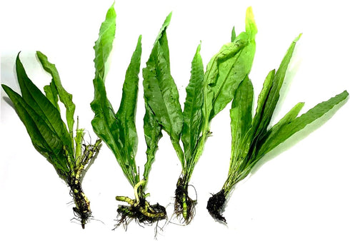 2 1 Marcus Fish Tanks Java Fern Microsorum Pteropus Easy Live Aquarium Plant Buy GET