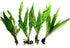 2 1 Marcus Fish Tanks Java Fern Microsorum Pteropus Easy Live Aquarium Plant Buy GET