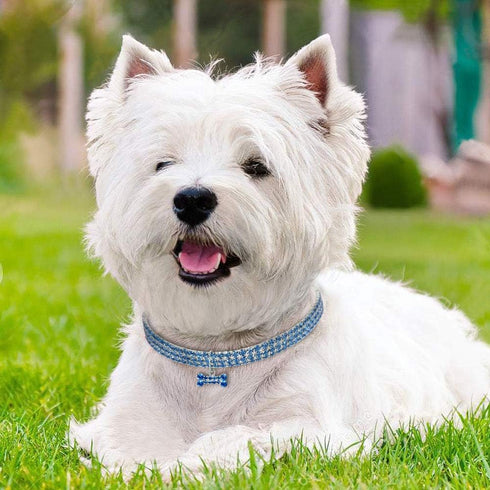 Dogs Kingdom Amazing 3 Rows Rhinestones Necklace, Pet Cat Dog Collar Bling Jewelry for Party Wedding Accessories, Dark