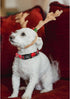 Lionheart glory Christmas Plaid Dog Collar, Adjustable Soft Pet Gift for Small Medium Large Dogs in Red