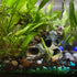 DoubleWood 2 PCS Decaying Trunk Betta Fish Driftwood, Aquarium Caves Fish Tank Wood Decor
