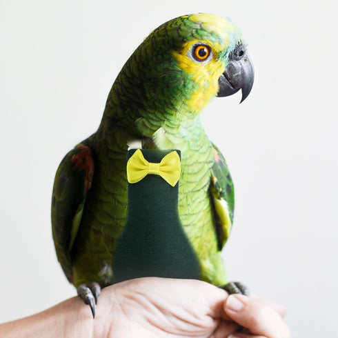2XL Reusable Bird Diaper Flight Suit for Parakeets and Cockatiels Outdoor Bird Clothing with Padding Dark Green Parrot