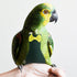 2XL Reusable Bird Diaper Flight Suit for Parakeets and Cockatiels Outdoor Bird Clothing with Padding Dark Green Parrot