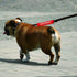 Funny Dog Leash Sleeve - Stay Back Please Maintain 6 Ft Leash Wrap with Hanging ID Patch