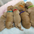 30 Pcs Puppy ID Collar Whelping Newborn Pet Collars, Double-sided Soft Adjustable ID Bands for Dogs & Cats