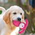 5 Pack MRSOHRET Squeaky Dog Toys, Tough Stuffed Plush Puppy Tough Chew Toys, Durable Plush Animal Dog Toy for Large