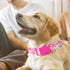 Adjustable Pink Dog Collar for Girl Dogs, Cute Flower Design, Soft Nylon for Small Medium Large XL Dogs (Floral S)