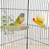 Hypeety Colorful Bird Perch Stand Platform - Natural Wood Paw Grinding Clean Cage Toy for Parrots