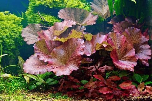 Big Kahuna Aquatics 4 Red Aquarium Plants Rotala Ludwigia Super Wendtii Red Tiger Lotus Tropical Freshwater Live