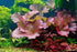 Big Kahuna Aquatics 4 Red Aquarium Plants Rotala Ludwigia Super Wendtii Red Tiger Lotus Tropical Freshwater Live