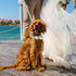 Dog Wedding Flower Collar with Pearls Beaded Leash, Elegant Flower Headband, Dog Wedding Attire (Large)