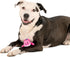 goDog Just For Me Gators Mini Plush Dog Toy - Tough and Squeaky
