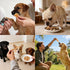 MON2SUN 21.2 oz Dog Treats Chicken Jerky, Single-Ingredient, Rawhide-Free, High Protein, Low Fat, Training Treats