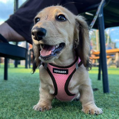 Voyager Step-In Air Dog Harness - All Weather Mesh, Reflective, No Pull for Small, Medium Dogs, Cats - Pink/Black Trim,