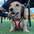 Voyager Step-In Air Dog Harness - All Weather Mesh, Reflective, No Pull for Small, Medium Dogs, Cats - Pink/Black Trim,