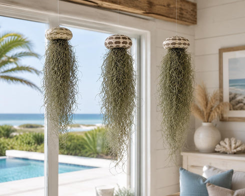 Generic 3 Set- Jellyfish Hanging Sea Urchin & Spanish Moss Air Plant, Tillandsia Air Plant, Live Airplant, Healthy