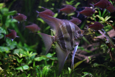 S&C AQUATICS (32oz 2 LBS) A8 MINI Beefheart & Soft BIT Mix,Beef Heart,Discus Food,Angel Fish Food,Cichlids