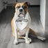 Luptiteuy Adopt Me Bandanas for Dogs Just Adopted Dog Bandana Adopt Me Baby Dog Announcement Photo Prop Pet Scarf