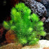 Aquatic Discounts 1 5-6 2 1 Hornwort - Young, Healthy, Super Easy Live Aquarium Plant, Bundle in. Great for Betta