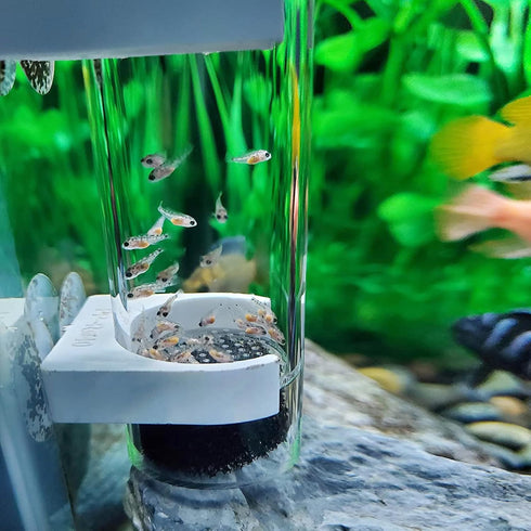 WEAVERBIRD Fish Hatchery Incubator, 50mm Tumbler for Cichlids Fish Egg Breeding in Aquarium
