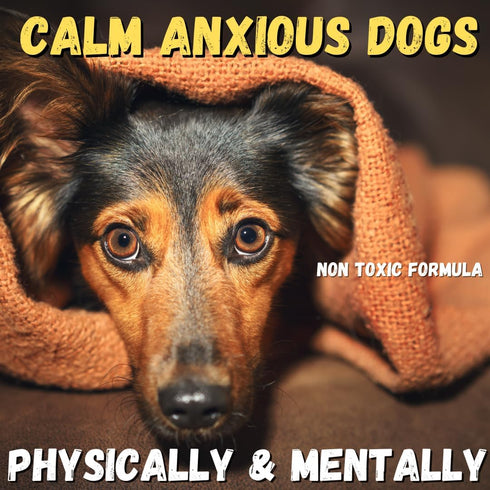5 KELEBS Dog Arnica Massage Oil | Pain Relief for Muscles, Arthritis, Hips, and Joints | for Active & Senior Dogs |